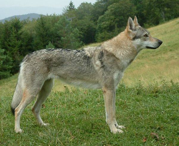 порода Чешский волчак