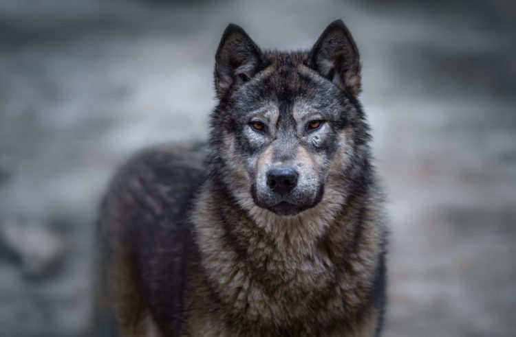 Чешский волчак - описание, характер, плюсы и минусы собаки