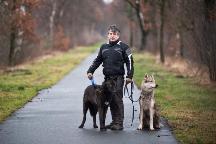 Чешский волчак - описание, характер, плюсы и минусы собаки
