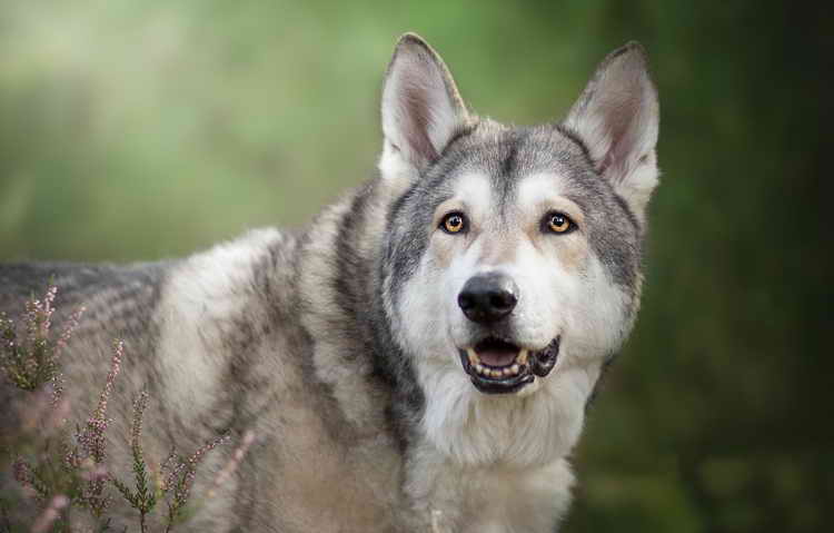 порода чехословацкая волчья собака